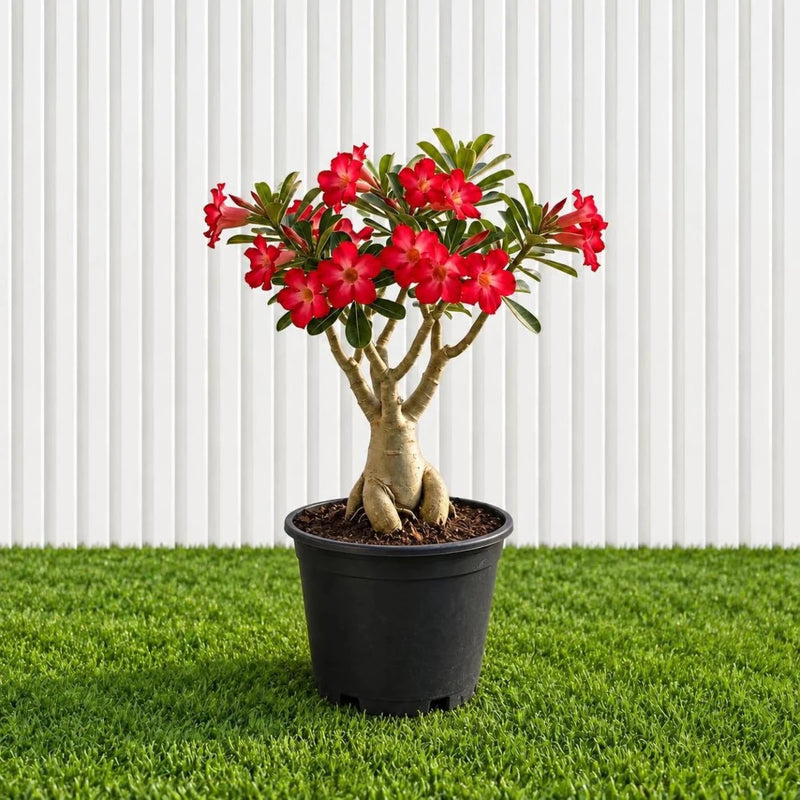 Desert Rose - Adenium Obesum وردة الصحراء | Dubai's Best-Selling Plants! 40-50cm - Greensouq -