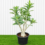 Desert Rose - Adenium Obesum وردة الصحراء | Dubai's Best-Selling Plants! 40-50cm - Greensouq -