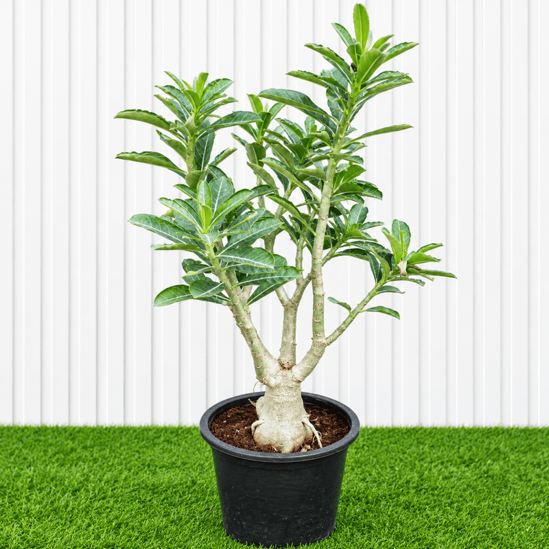 Desert Rose - Adenium Obesum وردة الصحراء | Dubai's Best-Selling Plants! 40-50cm - Greensouq -