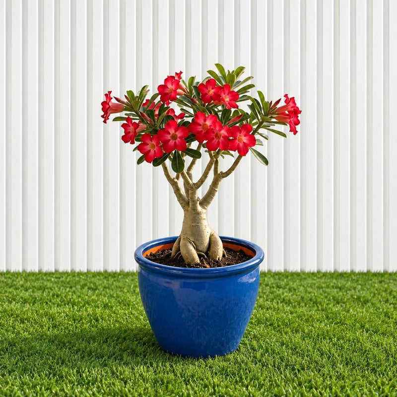 Desert Rose - Adenium Obesum وردة الصحراء | Dubai's Best-Selling Plants! 40-50cm - Greensouq -