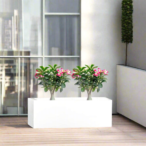 Desert Rose Duo in Rectangular Fiber Glass Planter (GRP) (60x30x30cm) - Greensouq - 