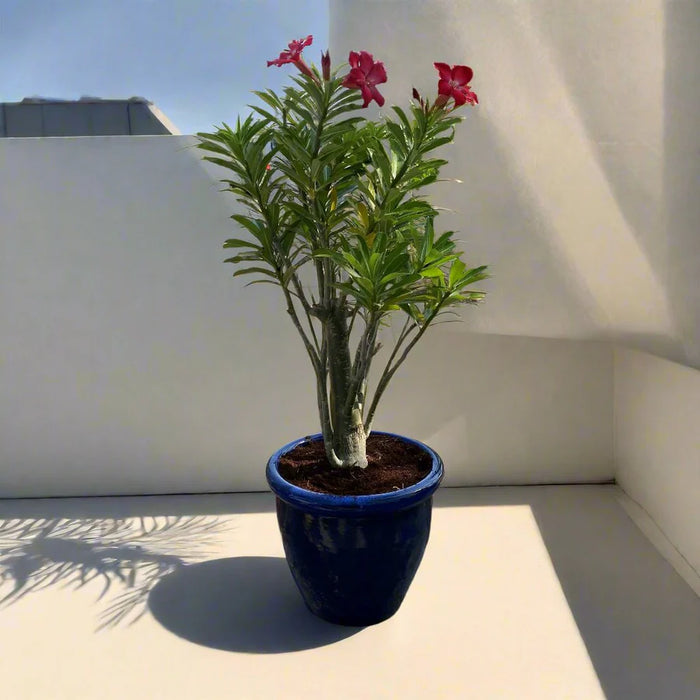 Adenium Obesum Or Desert Rose وردة الصحراء