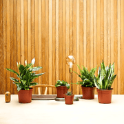 Desktop Plants Bundle | Snake Plant 40 - 60cm, Boston Fern 20 - 25cm, Peace lily 50 - 60cm, Pilea 15 - 20cm & Zebra Cactus 10 - 15cm - Greensouq - 