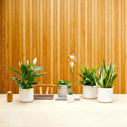 Desktop Plants Bundle | Snake Plant 40 - 60cm, Boston Fern 20 - 25cm, Peace lily 50 - 60cm, Pilea 15 - 20cm & Zebra Cactus 10 - 15cm - Greensouq - 