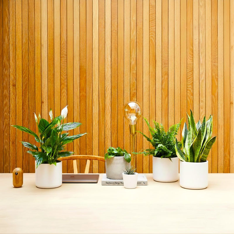 Desktop Plants Bundle | Snake Plant 40 - 60cm, Boston Fern 20 - 25cm, Peace lily 50 - 60cm, Pilea 15 - 20cm & Zebra Cactus 10 - 15cm - Greensouq - 