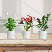 Desktop Set 30 - 40cm( 1 x Spathiphylum 1 x Flamingo Flower 1 x ZZ plant ) - Greensouq - 