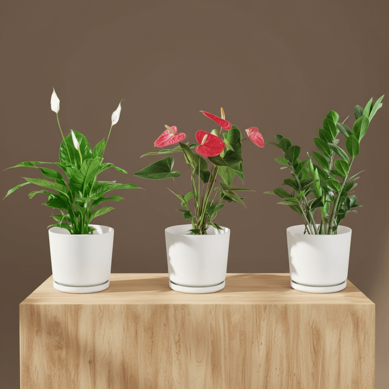 Desktop Set 30 - 40cm( 1 x Spathiphylum 1 x Flamingo Flower 1 x ZZ plant ) - Greensouq - 