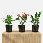 Desktop Set 30 - 40cm( 1 x Spathiphylum 1 x Flamingo Flower 1 x ZZ plant ) - Greensouq - 