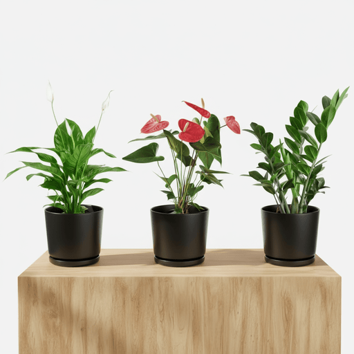 Desktop Set 30 - 40cm( 1 x Spathiphylum 1 x Flamingo Flower 1 x ZZ plant ) - Greensouq - 