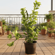 🌿 Devil's Backbone Pedilanthus Green - Unique Houseplant - Greensouq - 