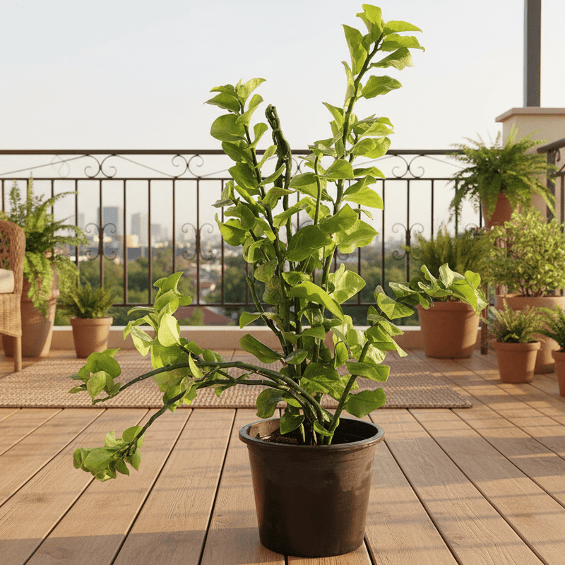 🌿 Devil's Backbone Pedilanthus Green - Unique Houseplant - Greensouq - 