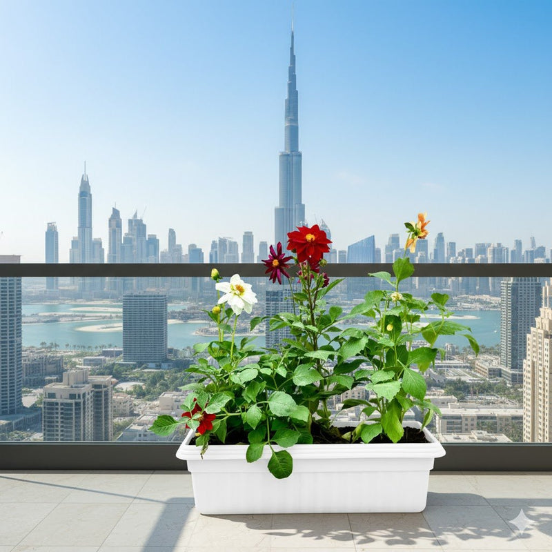 Dhalia Flowers in rectangular plastic pot - Greensouq - 