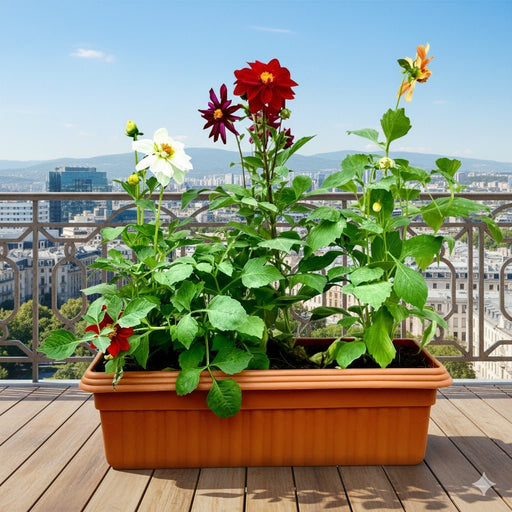 Dhalia Flowers in rectangular plastic pot - Greensouq - 