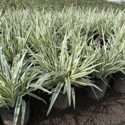 Dianella Tasmanica "Variegata" or Tasman Flax - lily - Greensouq - 