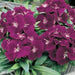 Dianthus Caryophyllus "Carnation or Clove Mix" - Greensouq - 