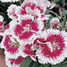 Dianthus Caryophyllus "Carnation or Clove Mix" - Greensouq - 