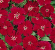 Dianthus Caryophyllus "Carnation or Clove Mix" - Greensouq - 