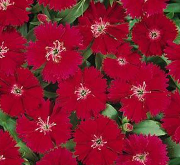 Dianthus Caryophyllus "Carnation or Clove Mix" - Greensouq - 