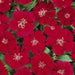 Dianthus Caryophyllus "Carnation or Clove Mix" - Greensouq - 