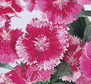 Dianthus Caryophyllus "Carnation or Clove Mix" - Greensouq - 