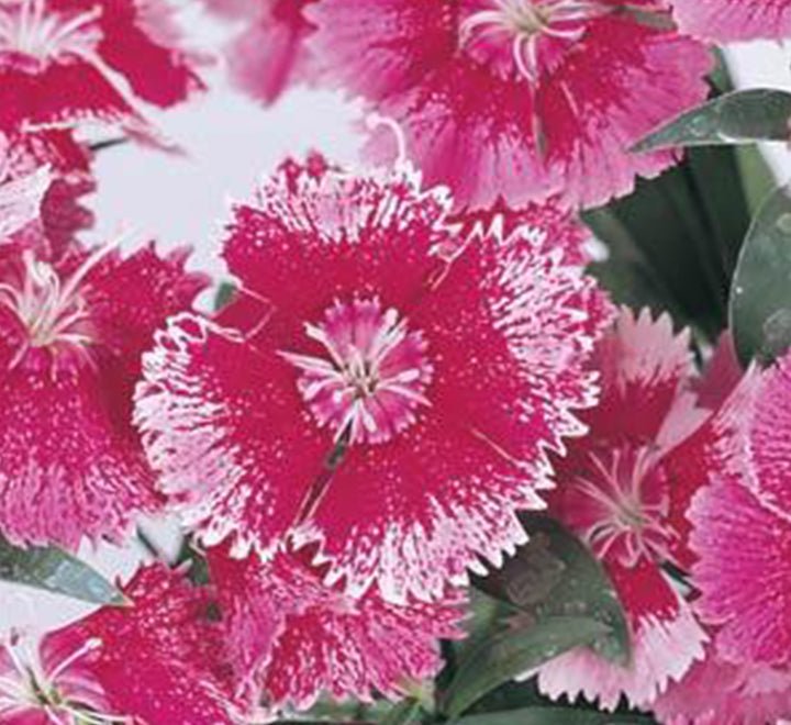 Dianthus Caryophyllus "Carnation or Clove Mix" - Greensouq - 