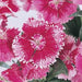 Dianthus Caryophyllus "Carnation or Clove Mix" - Greensouq - 
