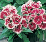 Dianthus Caryophyllus "Carnation or Clove Mix" - Greensouq - 