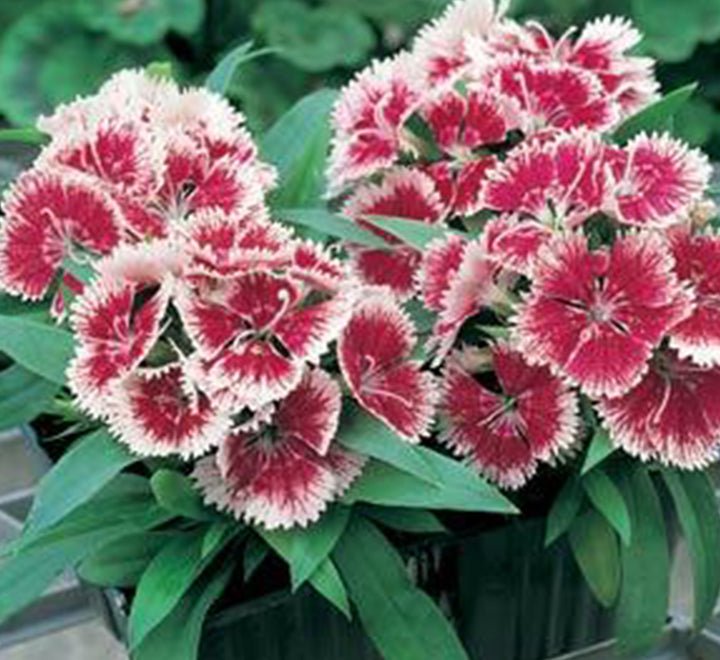 Dianthus Caryophyllus "Carnation or Clove Mix" - Greensouq - 