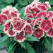 Dianthus Caryophyllus "Carnation or Clove Mix" - Greensouq - 