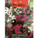 Dianthus Summertime Mix Flower Seeds by Agrimax Spain - Greensouq - 