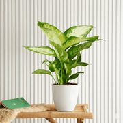 Dieffenbachia Camilla - Dumb Cane | Dubai's Lush Houseplant! - Greensouq - 