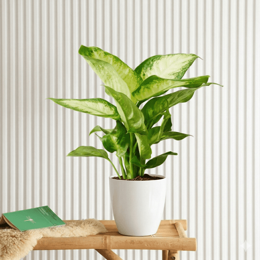 Dieffenbachia Camilla - Dumb Cane | Dubai's Lush Houseplant! - Greensouq - 