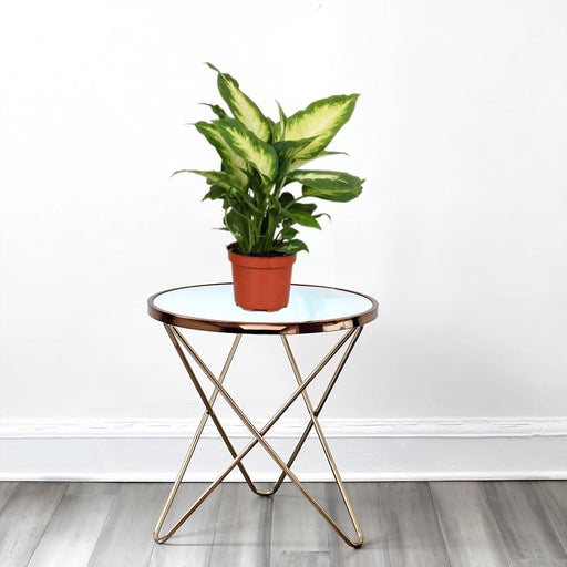 Dieffenbachia 'Camilla' Dumb Cane Plant - Greensouq - 