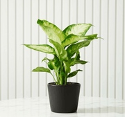 Dieffenbachia 'Camilla' Dumb Cane Plant - Greensouq - 