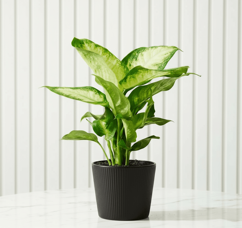 Dieffenbachia 'Camilla' Dumb Cane Plant - Greensouq - 