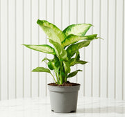 Dieffenbachia 'Camilla' Dumb Cane Plant - Greensouq - 