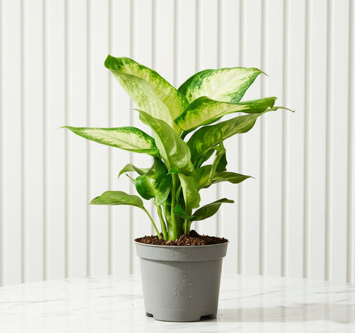 Dieffenbachia 'Camilla' Dumb Cane Plant - Greensouq - 