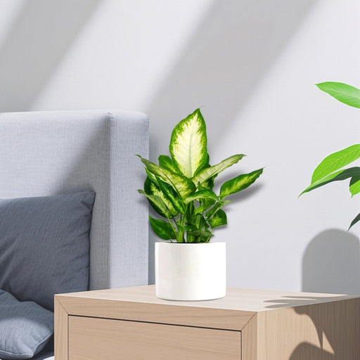 Dieffenbachia 'Camilla' Dumb Cane Plant - Greensouq - 