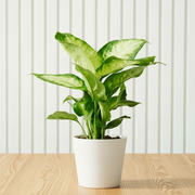 Dieffenbachia 'Camilla' Dumb Cane Plant - Greensouq - 