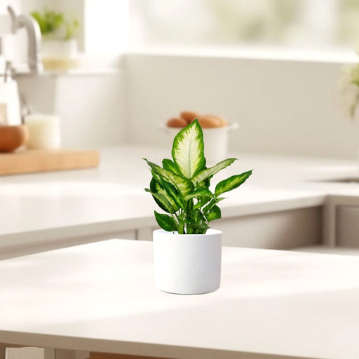 Dieffenbachia 'Camilla' Dumb Cane Plant - Greensouq - 