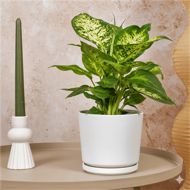 Dieffenbachia 'Camilla' Dumb Cane Plant - Greensouq - 