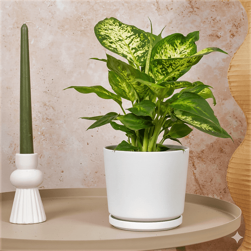 Dieffenbachia 'Camilla' Dumb Cane Plant - Greensouq - 