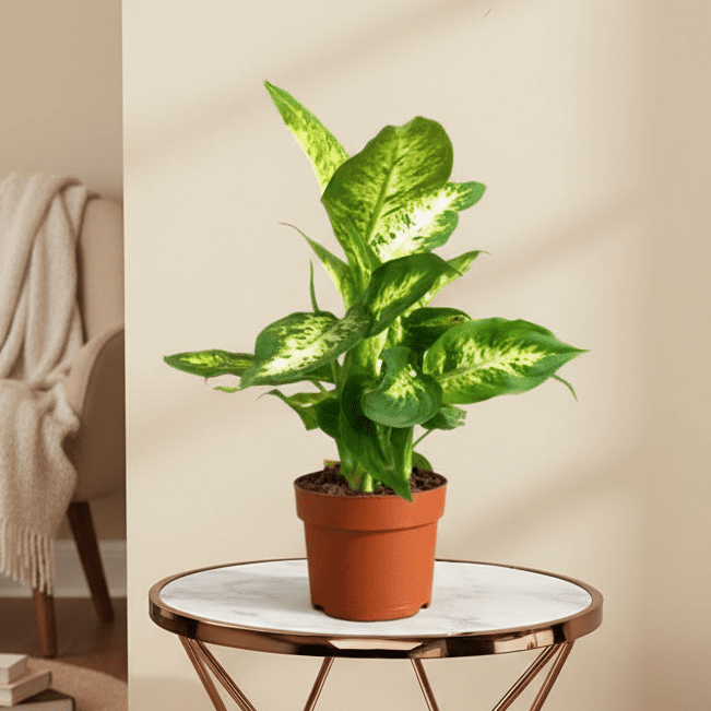dieffenbachia dipladina Dieffenbachia (Leopard Lilly)