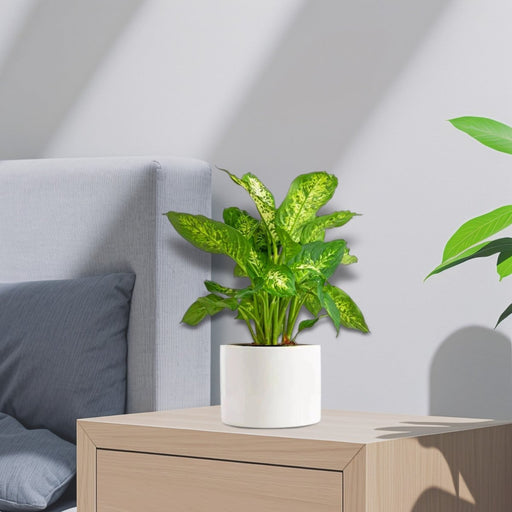 Dieffenbachia (Compacta, Dumb Cane, Leopard Lilly) 20 - 30cm - Greensouq - 