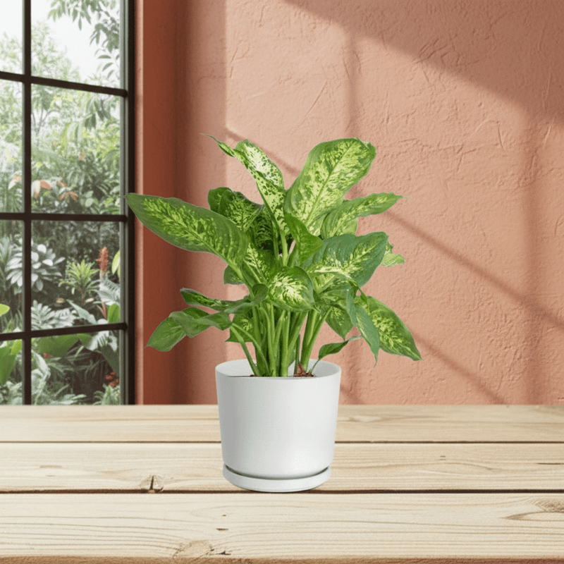 Dieffenbachia (Compacta, Dumb Cane, Leopard Lilly) - Greensouq - 