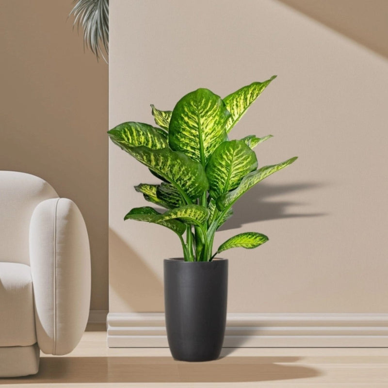 dieffenbachia maroba Dieffenbachia Seguine Or Maroba — Greensouq