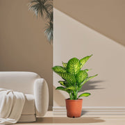 Dieffenbachia Seguine Or Maroba - Greensouq - 