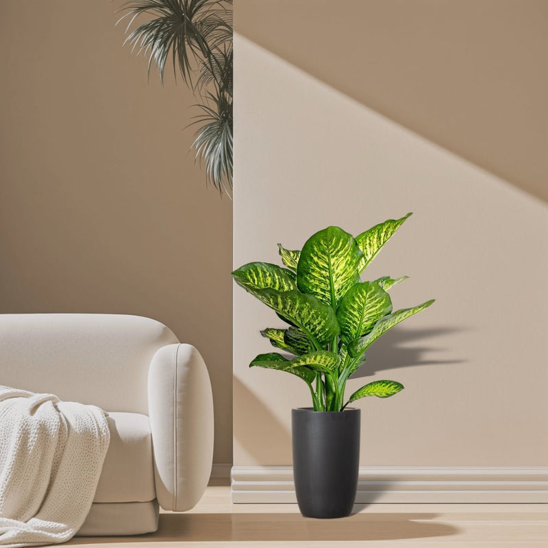 Dieffenbachia Seguine Or Maroba - Greensouq - 