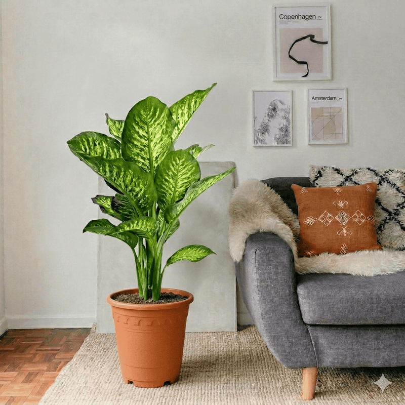 Dieffenbachia Seguine Or Maroba - Greensouq - 