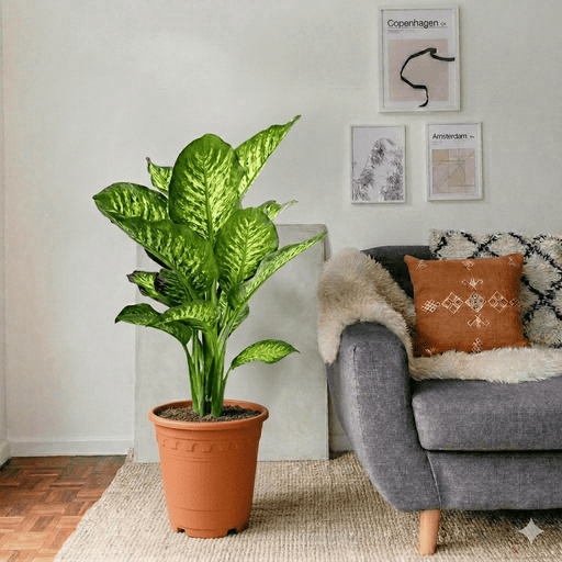 Dieffenbachia Seguine Or Maroba - Greensouq - 